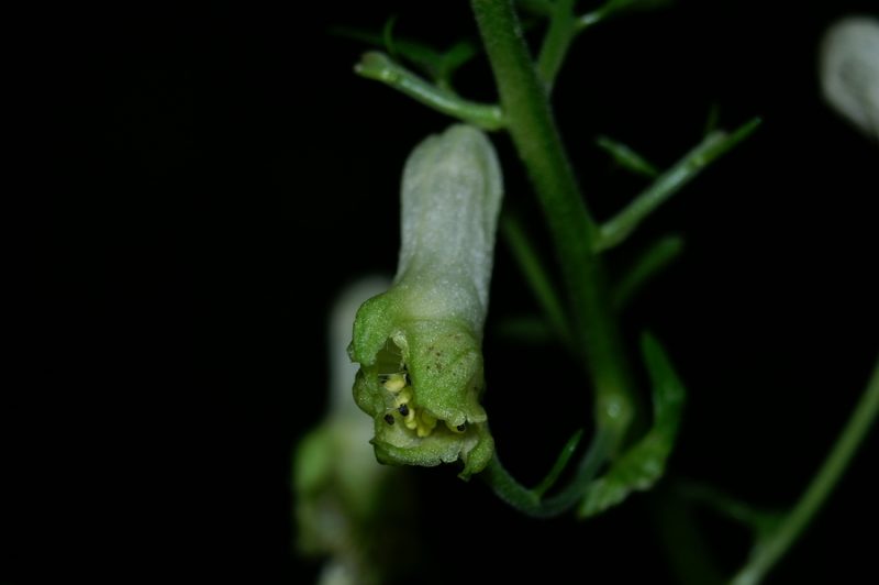 Ozkočeladasta preobjeda (Aconitum lycoctonum ssp. lycoctonum), Fridrihštajn, 2006-07-08 (Foto: Benjamin Zwittnig)