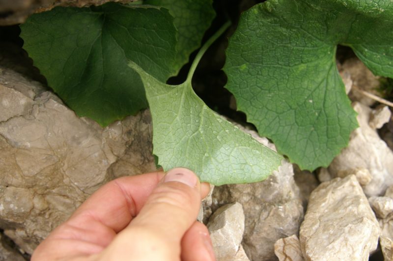 Goli lepen (Adenostyles glabra), Kurica, 2009-09-12 (Foto: Benjamin Zwittnig)