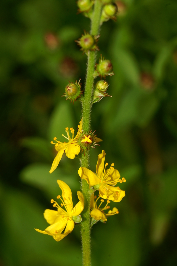 Navadni repik (Agrimonia eupatoria), Semic, 2006-08-26 (Foto: Benjamin Zwittnig)