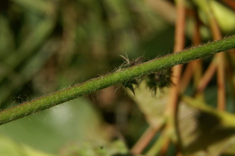 Vitki repik (Agrimonia procera), 2009-07-25 (Foto: Benjamin Zwittnig)