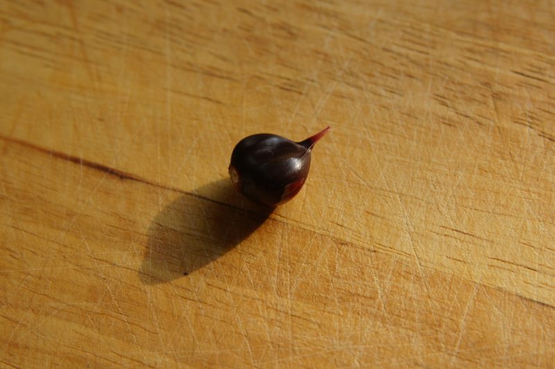 Divji luk (Allium scorodoprasum ssp. scorodoprasum), Lj. barje, 2013-07-07 (Foto: Benjamin Zwittnig)