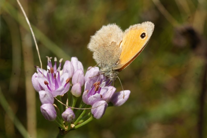 Gorski luk (Allium senescens), pod Vremščico, 2015-09-06 (Foto: Benjamin Zwittnig)