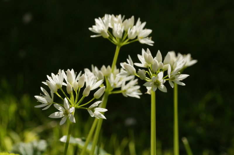 Čemaž (Allium ursinum), Lj., 2014-04-15 (Foto: Benjamin Zwittnig)