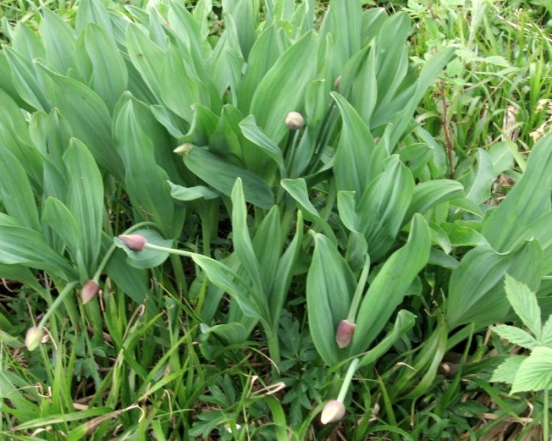 Vanež (Allium victorialis), Breginjski Stol, 2010-06-08 (Foto: Boris Gaberšček)