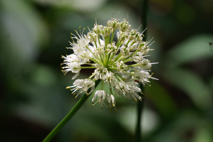 Vanež (Allium victorialis), Ždrocle, 2015-07-04 (Foto: Benjamin Zwittnig)