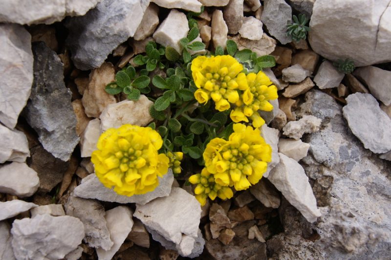 Obirski grobeljnik (Alyssum ovirense), Planika - Triglav, 2015-06-21 (Foto: Benjamin Zwittnig)