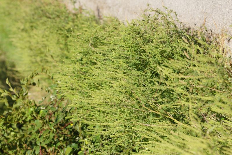 Pelinovolistna žvrklja (Ambrosia artemisifolia), pod Vremščico, 2015-09-06 (Foto: Benjamin Zwittnig)