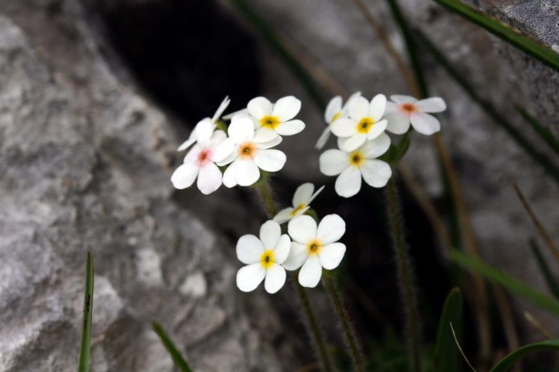 Dlakavi oklep (Androsace chamaejasme), Grintovec, 2015-06-13 (Foto: Benjamin Zwittnig)