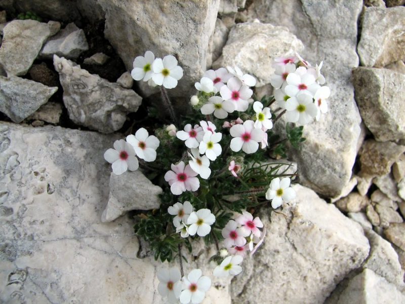 Kuštravi oklep (Androsace villosa), Tičarica - Zelnarica, 2009-08-18 (Foto: Sonja Kostevc)