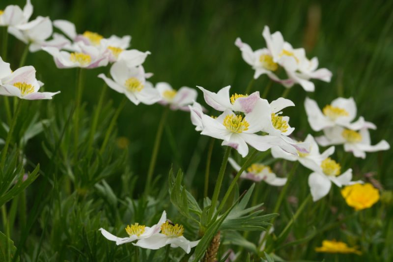 Kobulasta vetrnica (Anemone narcissiflora), Grintovec, 2015-06-13 (Foto: Benjamin Zwittnig)