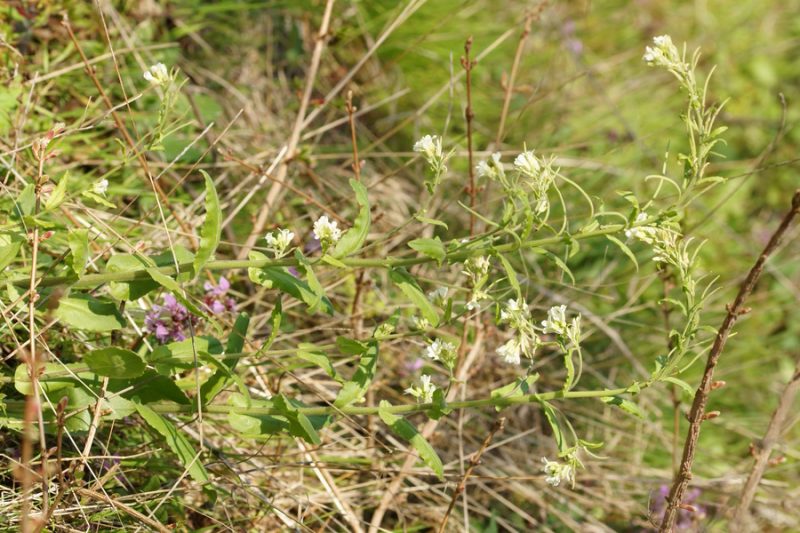 Slokastoplodni repnjak (Arabis turrita), Socerb, 2015-04-12 (Foto: Benjamin Zwittnig)