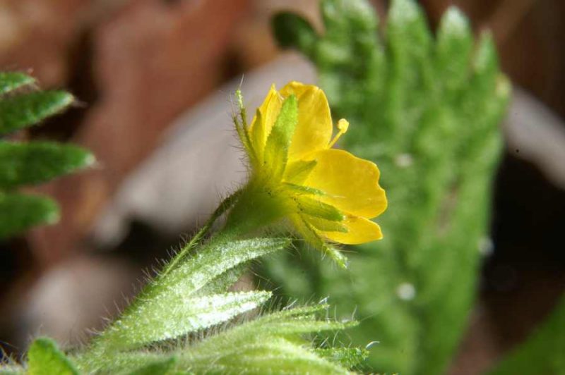 Navadni strček (Aremonia agrimonoides), Katarina nad Ljubljano, 2009-04-25 (Foto: Benjamin Zwittnig)