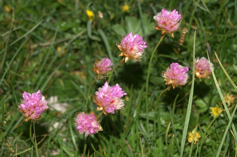 Alpski pečnik (Armeria alpina), Kamniško sedlo, 2007-07-08 (Foto: Benjamin Zwittnig)