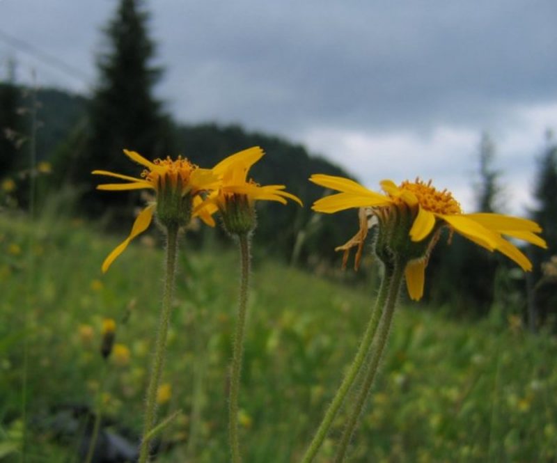 Navadna arnika (Arnica montana), Senožeti pod Storžičem, 2007-06-15 (Foto: Boris Gaberšček)