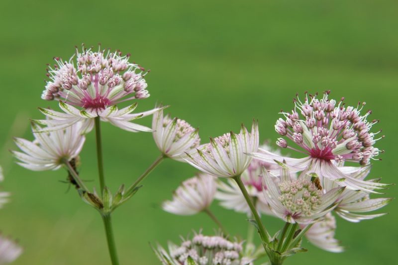 Veliki zali kobulček (Astrantia major), Katarina nad Ljubljano, 2008-10-01 (Foto: Benjamin Zwittnig)