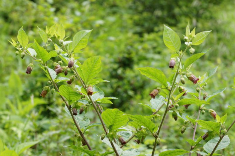 Volčja češnja (Atropa belladonna), Javorniški rovt, 2015-06-17 (Foto: Benjamin Zwittnig)