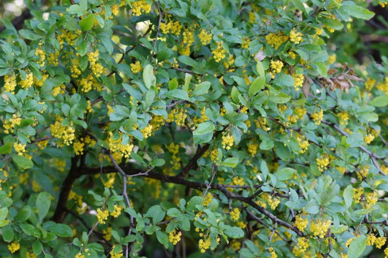 Navadni češmin (Berberis vulgaris), Vrhnika - Pokojišče, 2015-05-10 (Foto: Benjamin Zwittnig)