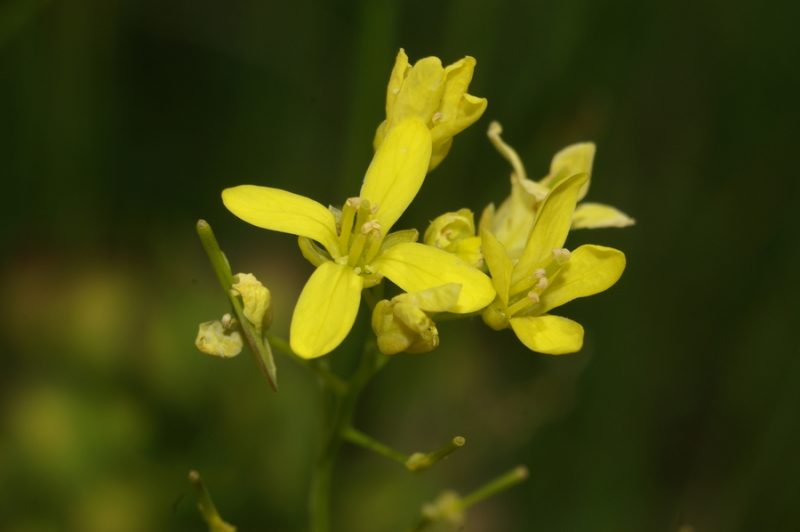 Navadna šparnica (Biscutella laevigata), Setnica, 2008-06-01 (Foto: Benjamin Zwittnig)