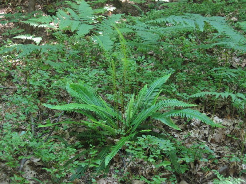 Rebrenjača (Blechnum spicant), Golovec, 2013-06-23 (Foto: Boris Gaberšček)