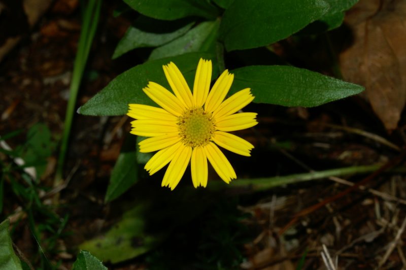 Primožek (Buphthalmum salicifolium), Gonte, 2006-10-11 (Foto: Benjamin Zwittnig)