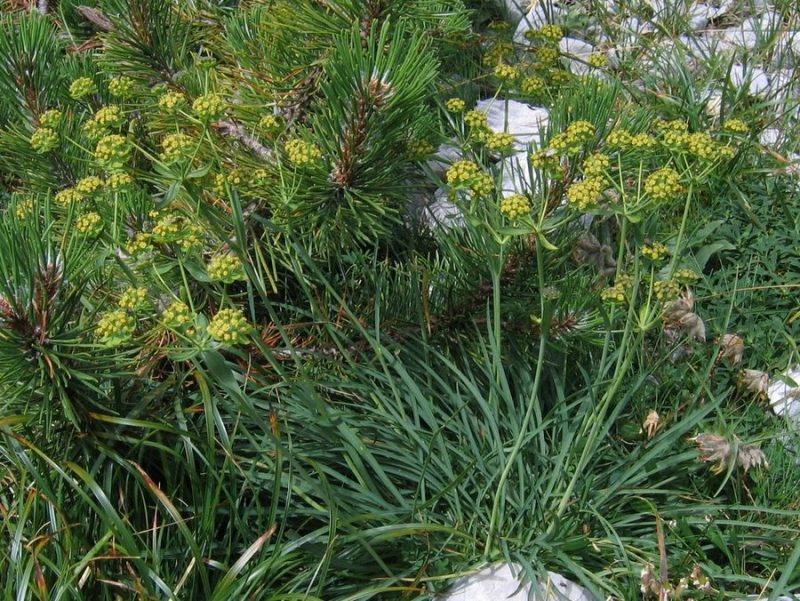 Skalna prerast (Bupleurum petraeum), Dleskovška planota, Veliki vrh, 2009-08-30 (Foto: Boris Gaberšček)