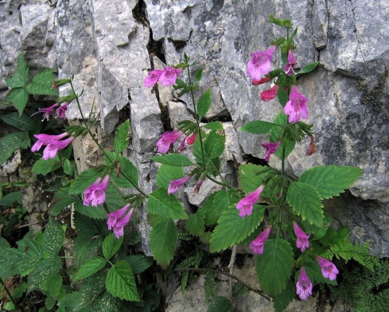 Velecvetni čober (Calamintha grandiflora), Snežnik, 2009-07-14 (Foto: Boris Gaberšček)