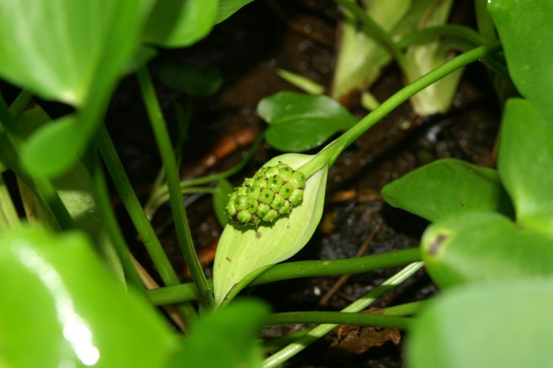 Močvirska kačunka (Calla palustris), 2010-06-19 (Foto: Benjamin Zwittnig)