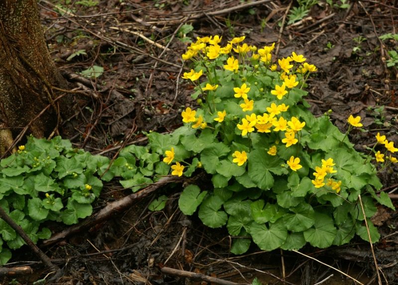 Navadna kalužnica (Caltha palustris), pod Prevalo (Dobrova), 2010-04-05 (Foto: Benjamin Zwittnig)