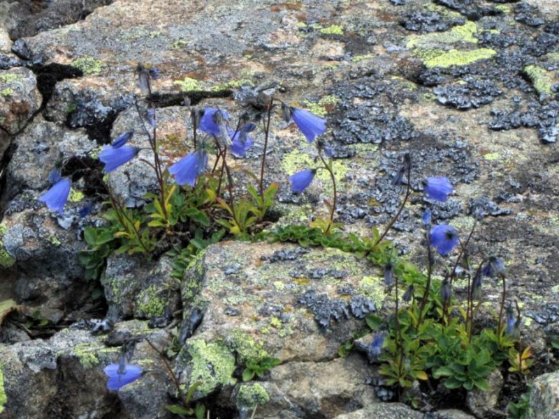 Trebušasta zvončica (Campanula cochleariifolia), vrh Komna (Smrekovško pogorje), 2013-07-26 (Foto: Boris Gaberšček)