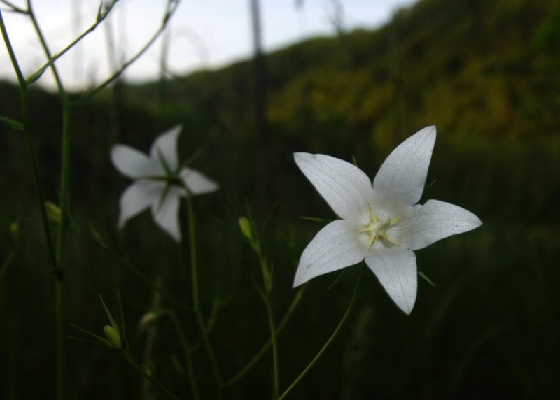 Razprostrta zvončica (Campanula patula), Želimlje, 2014-05-10 (Foto: Benjamin Zwittnig)