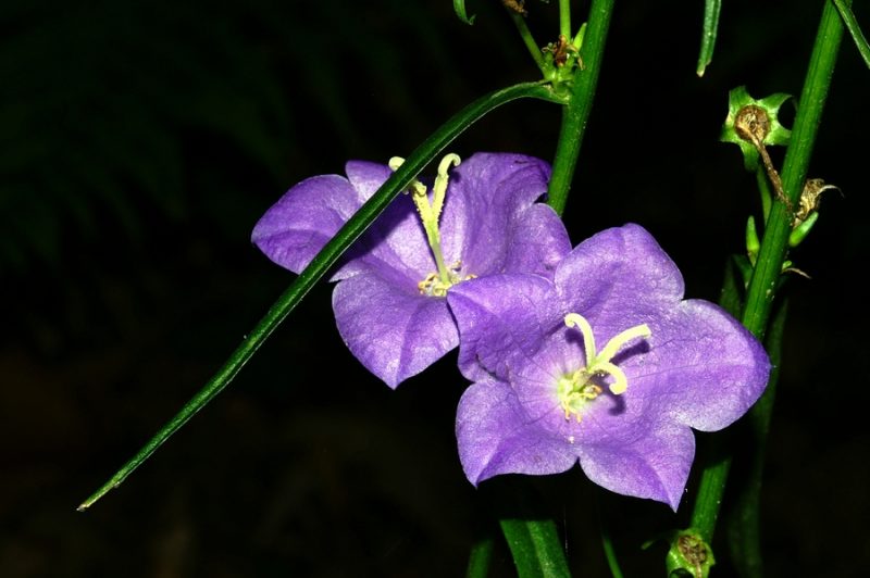 Breskovolistna zvončica (Campanula persicifolia ssp. persicifolia), Janče, 2006-10-14 (Foto: Benjamin Zwittnig)