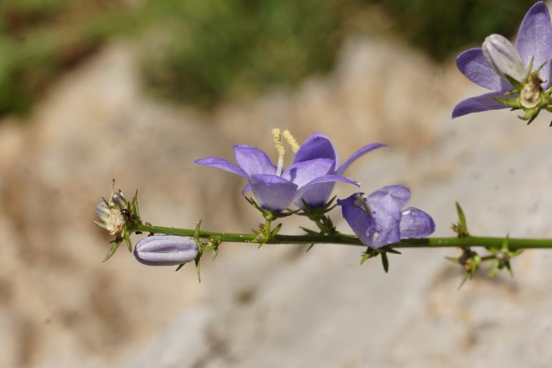 Piramidasta zvončica (Campanula pyramidalis), pod Vremščico, 2015-09-06 (Foto: Benjamin Zwittnig)