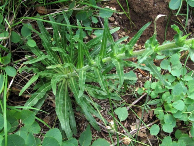 Klasasta zvončica (Campanula spicata), nad Ajdovščino, 2012-06-08 (Foto: Boris Gaberšček)