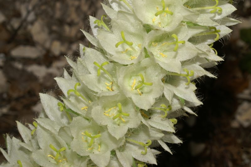 Šopasta zvončica (Campanula thyrsoides ssp. thyrsoides), Možnica, 2007-07-31 (Foto: Benjamin Zwittnig)