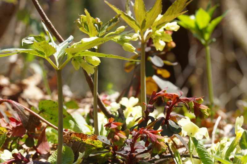 Deveterolistna konopnica (Cardamine enneaphyllos), Krim, 2015-03-28 (Foto: Benjamin Zwittnig)