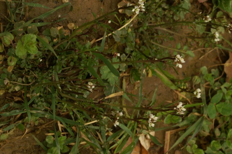 Dlakava penuša (Cardamine hirsuta), Belca (Polhov Gradec), 2007-04-01 (Foto: Benjamin Zwittnig)