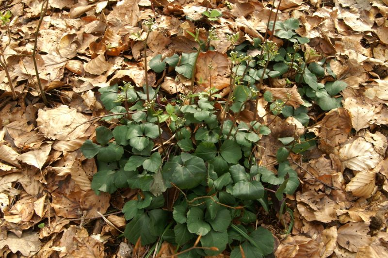 Trilistna penuša (Cardamine trifolia), Preval, 2010-04-03 (Foto: Benjamin Zwittnig)