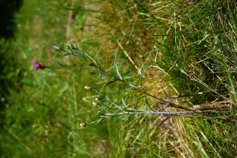 Navadni glavinec (Centaurea jacea), Kal Koritnica, 2006-07-28 (Foto: Benjamin Zwittnig)