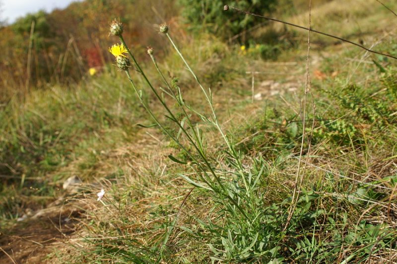 Skalni glavinec (Centaurea rupestris), Korada, 2006-10-29 (Foto: Benjamin Zwittnig)