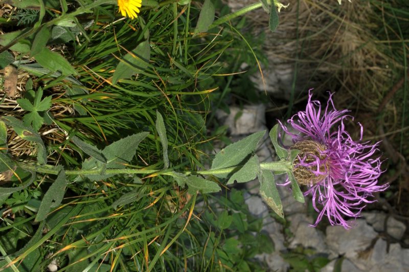 Peresasti glavinec (Centaurea uniflora ssp. nervosa), Veliki Draški vrh, 2007-07-22 (Foto: Benjamin Zwittnig)