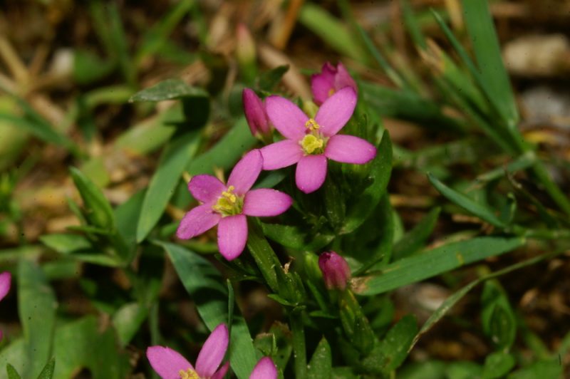 Navadna tavžentroža (Centaurium erythraea), Petačev graben, 2006-07-22 (Foto: Benjamin Zwittnig)