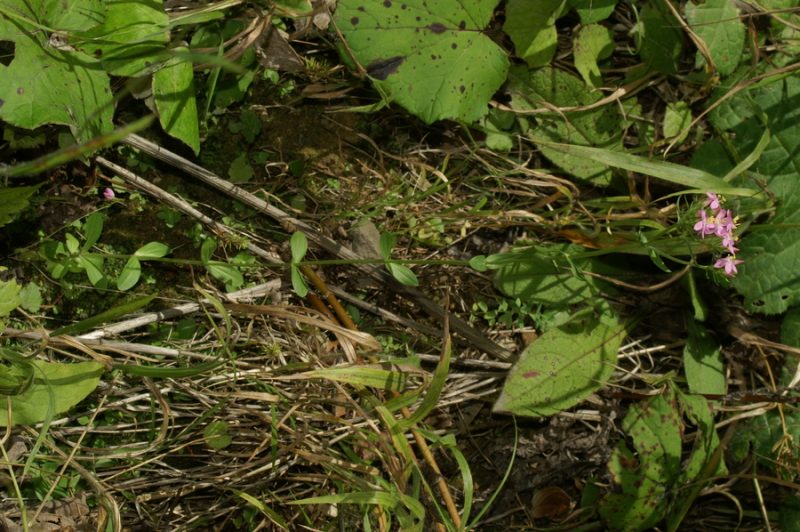 Zala tavžentroža (Centaurium pulchellum), Selo, 2007-09-02 (Foto: Benjamin Zwittnig)