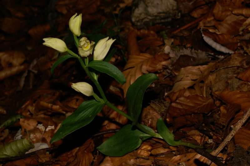 Bleda naglavka (Cephalanthera damansonium), 2006-06-23 (Foto: Benjamin Zwittnig)