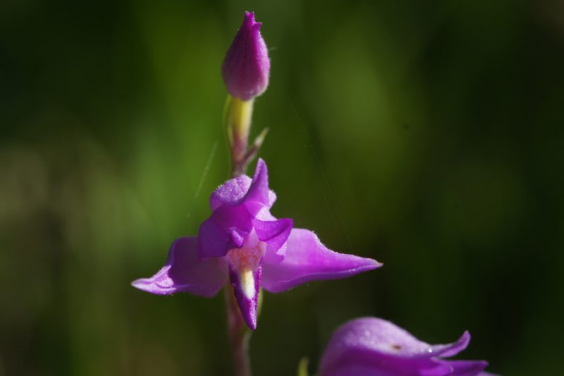 Rdeča naglavka (Cephalanthera rubra), 2018-06-20 (Foto: Benjamin Zwittnig)