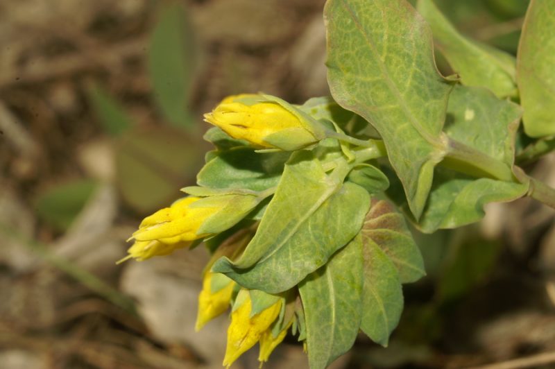 Mala voščica (Cerinthe minor), Vrzdenec, 2007-03-29 (Foto: Benjamin Zwittnig)