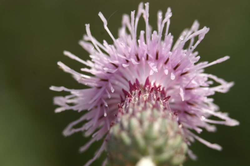 Njivski osat (Cirsium arvense), Ljubljansko barje, 2007-09-23 (Foto: Benjamin Zwittnig)