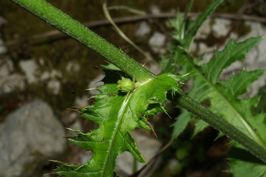 Lepki osat (Cirsium erisithales), Podkraj - Javornik, 2007-09-08 (Foto: Benjamin Zwittnig)