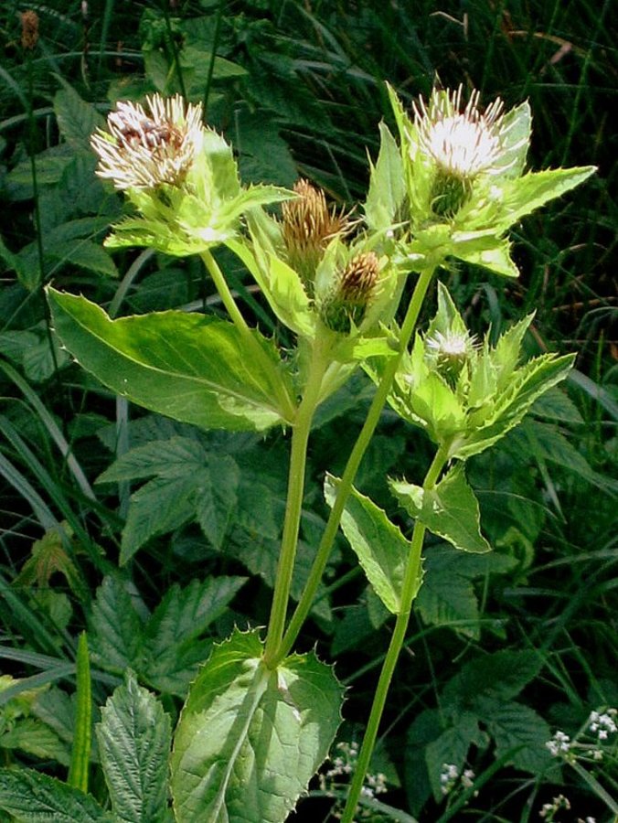 Mehki osat (Cirsium oleraceum), Lj. barje, 2012-08-10 (Foto: Boris Gaberšček)