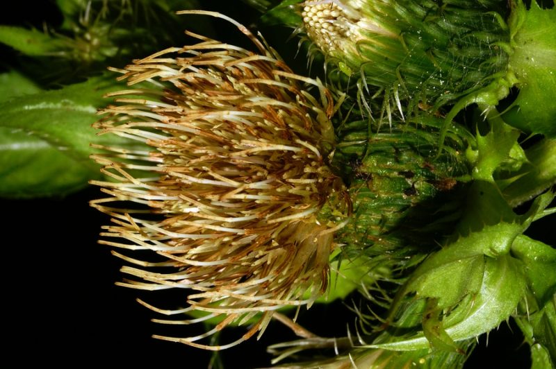 Mehki osat (Cirsium oleraceum), Mackov graben, 2006-08-27 (Foto: Benjamin Zwittnig)