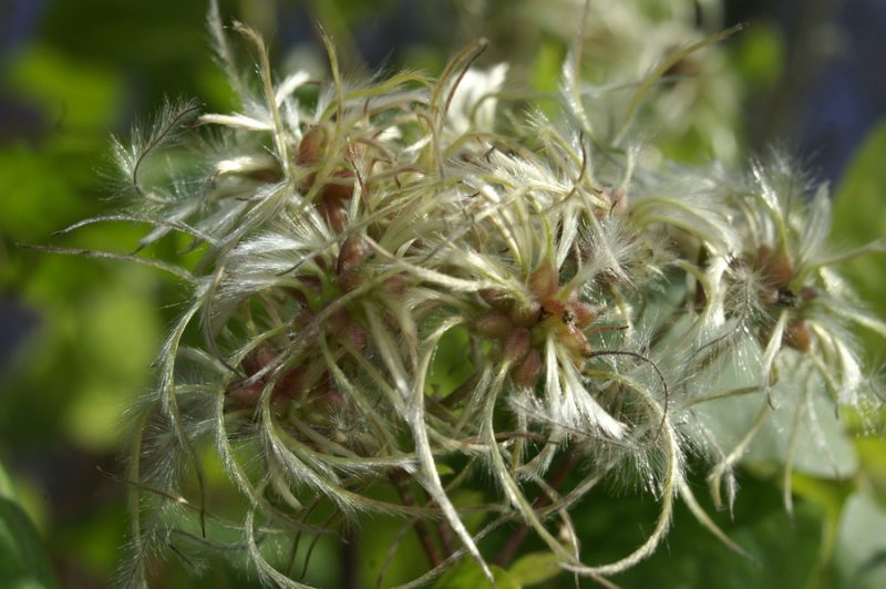 Navadni srobot (Clematis vitalba), Setnica, 2006-10-31 (Foto: Benjamin Zwittnig)